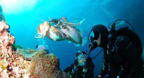 diving-689831_640