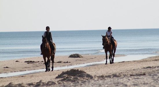 horses-325219_640