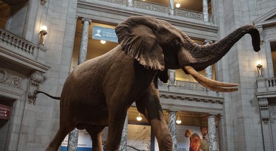 museum-of-natural-history-4805813_640